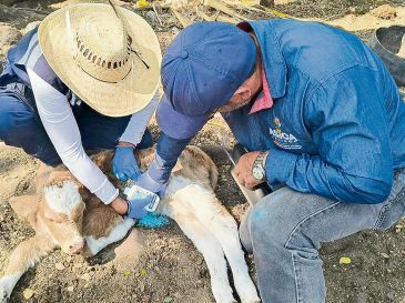Veterinarios aplican tratamiento a un becerro como parte de acciones sanitarias en el sector ganadero. ESPECIAL