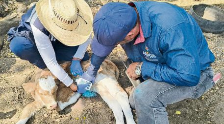 Veterinarios aplican tratamiento a un becerro como parte de acciones sanitarias en el sector ganadero. ESPECIAL