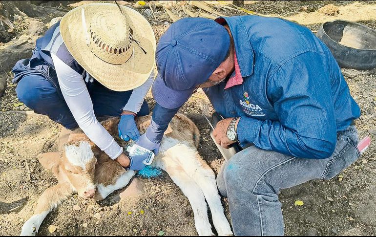 Veterinarios aplican tratamiento a un becerro como parte de acciones sanitarias en el sector ganadero. ESPECIAL