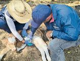Veterinarios aplican tratamiento a un becerro como parte de acciones sanitarias en el sector ganadero. ESPECIAL
