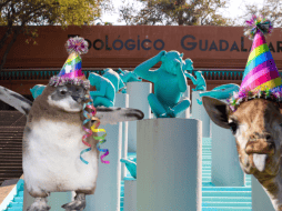 Si planeas aprovechar esta increíble promoción, te recordamos que el Zoológico Guadalajara se encuentra muy cerca de la Barranca de Huentitán. ESPECIAL/ EL INFORMADOR/ ARCHIVO/ Unsplash