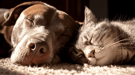 En ciudades en constante crecimiento como Guadalajara, cada vez más familias buscan tener hogares multiespecie sin enfrentar conflictos territoriales entre perros y gatos. ESPECIAL