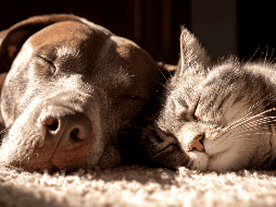 En ciudades en constante crecimiento como Guadalajara, cada vez más familias buscan tener hogares multiespecie sin enfrentar conflictos territoriales entre perros y gatos. ESPECIAL