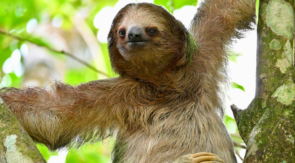 El animal, un macho adulto llamado Habanero, fue sacrificado el sábado en el Central Florida Zoo and Botanical Gardens con el fin de evitarle mayor sufrimiento. Pexels