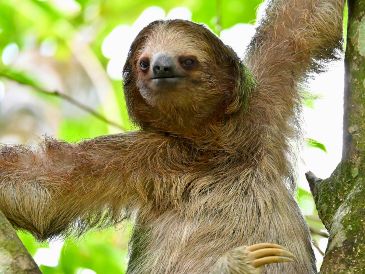 El animal, un macho adulto llamado Habanero, fue sacrificado el sábado en el Central Florida Zoo and Botanical Gardens con el fin de evitarle mayor sufrimiento. Pexels
