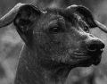 Las alergias a los gatos son aproximadamente el doble de comunes que las alergias a los perros. PIXABAY