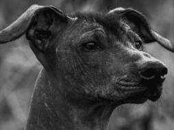 Las alergias a los gatos son aproximadamente el doble de comunes que las alergias a los perros. PIXABAY