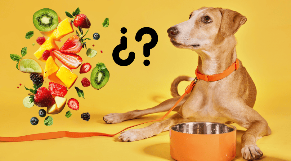 Así como hay frutas que pueden ser dañinas y toxicas, también hay algunas que mejoran significativamente la calidad de vida de los perros cuando se ofrecen correctamente. CANVA