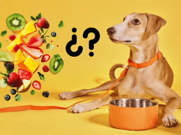 Así como hay frutas que pueden ser dañinas y toxicas, también hay algunas que mejoran significativamente la calidad de vida de los perros cuando se ofrecen correctamente. CANVA
