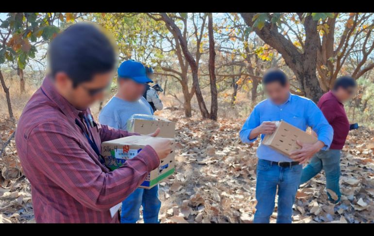 La Procuraduría Federal de Protección al Ambiente (Profepa) realizó un operativo en materia de vida silvestre y aseguró 99 aves que estaban siendo comercializadas de manera ilegal dentro del mercado 