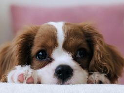 Antes de tomar la decisión de adoptar, te recomendamos evaluar honestamente tu estilo de vida y el tiempo real que puedes dedicarle a tu nueva mascota. Unsplash