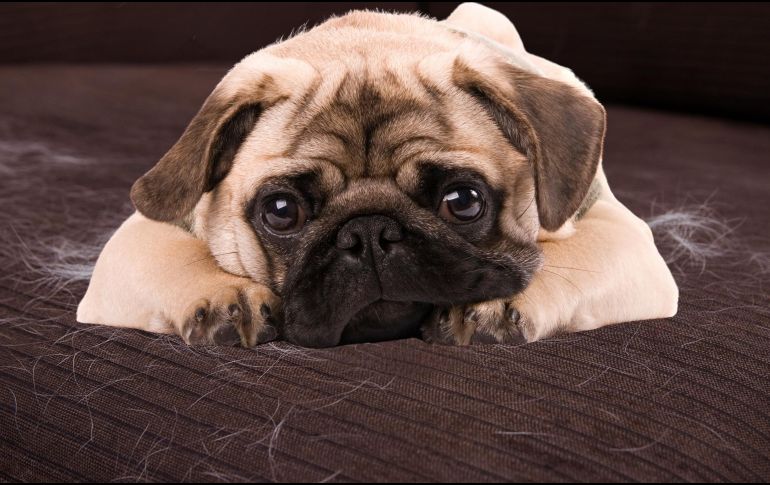 Los perros que viven en interiores con luz artificial y calefacción pueden experimentar una muda constante durante todo el año. ESPECIAL / CANVA