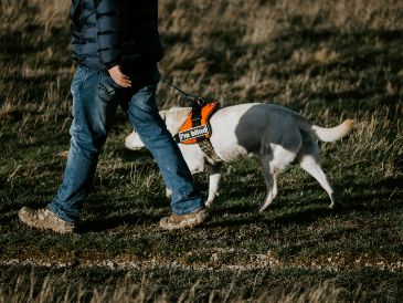 El título de perro guía para invidentes no se hereda, se gana con trabajo duro y aptitudes reales. UNSPLASH / M. SEYMOUR