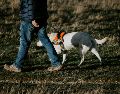 El título de perro guía para invidentes no se hereda, se gana con trabajo duro y aptitudes reales. UNSPLASH / M. SEYMOUR