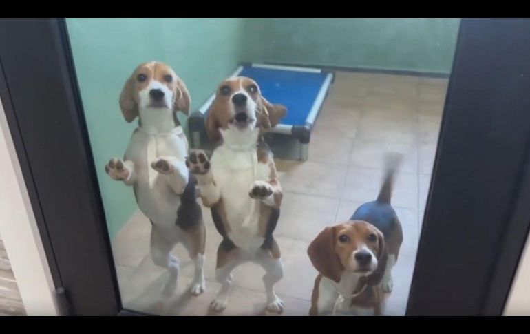 Las imágenes de los perritos Beagle disfrutando de juguetes y la frescura del césped verde le dieron la vuelta al mundo. ESPECIAL/CAPTURA DE VIDEO