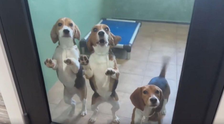 Las imágenes de los perritos Beagle disfrutando de juguetes y la frescura del césped verde le dieron la vuelta al mundo. ESPECIAL/CAPTURA DE VIDEO