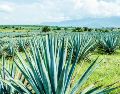 Hay múltiples opciones en Tequila para disfrutar del destilado que tanta fama le ha dado al Pueblo Mágico. CORTESÍA