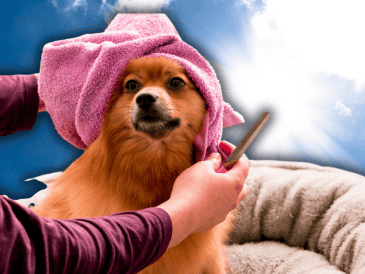 El pelo no es simplemente un rasgo estético; funciona como un sistema de aislamiento térmico altamente eficiente para los perros. ESPECIAL/Unsplash/Canva