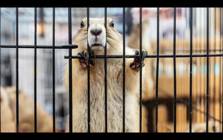 Los experimentos con animales en la clase de química ya quedaron en el pasado gracias a una importante ley mexiquense. ESPECIAL/PEXELS