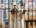 Los experimentos con animales en la clase de química ya quedaron en el pasado gracias a una importante ley mexiquense. ESPECIAL/PEXELS