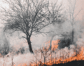 La titular de la Coesfo, Magdalena María Coello Castillo, exhortó a la ciudadanía a utilizar el fuego de manera responsable, particularmente durante esta temporada de calor extremo que afecta distintas regiones del país. CANVA