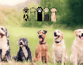 Humanos y perros han construido un vínculo único a lo largo de miles de años. CANVA