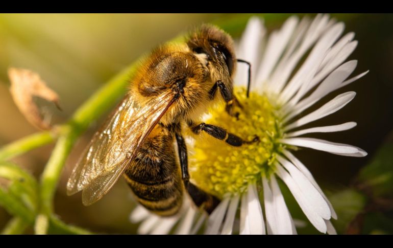 Aunque no lo creas, la llegada de una abeja a tu casa podría significar un augurio maravilloso para tu futuro. ESPECIAL/PIXABAY