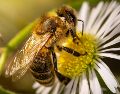Aunque no lo creas, la llegada de una abeja a tu casa podría significar un augurio maravilloso para tu futuro. ESPECIAL/PIXABAY