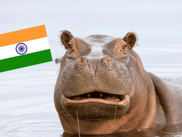 A pesar del optimismo por el traslado a la India, el Gobierno reiteró que este proceso se llevará a cabo de forma simultánea con el plan de eutanasia para otros ejemplares. CANVA