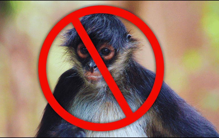 Al comprar un animal exótico, el consumidor final financia directamente a redes criminales organizadas que devastan los ecosistemas locales y promueven la crueldad animal. ESPECIAL / CANVA