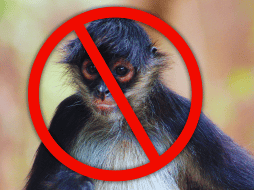 Al comprar un animal exótico, el consumidor final financia directamente a redes criminales organizadas que devastan los ecosistemas locales y promueven la crueldad animal. ESPECIAL / CANVA