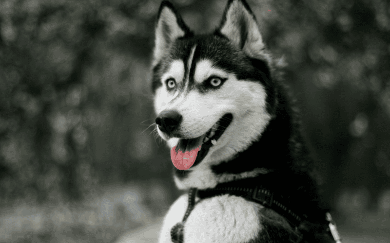 El husky se caracteriza por ser rebosante de energía y dotado de una gran inteligencia. CANVA