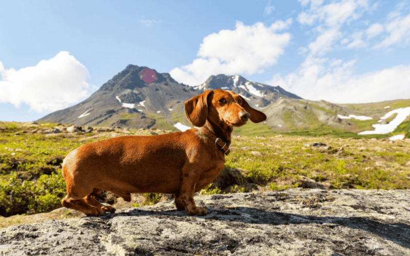 El dachshund mini adulto pesa 4,5 - 5 kg y tiene una altura de aproximadamente 12 - 15 cm. CANVA
