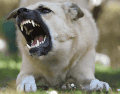Es importante aprender a interpretar el lenguaje corporal de los perros. CANVA