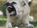 Es importante aprender a interpretar el lenguaje corporal de los perros. CANVA