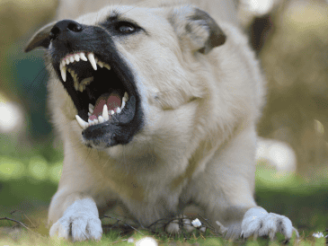 Es importante aprender a interpretar el lenguaje corporal de los perros. CANVA