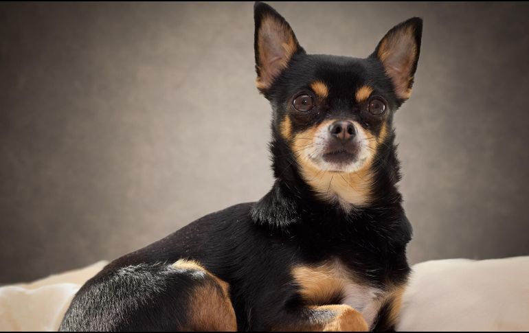Adoptar un perro es un compromiso a largo plazo que transforma la dinámica de cualquier hogar. ESPECIAL / CANVA