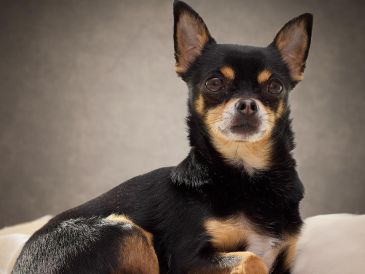 Adoptar un perro es un compromiso a largo plazo que transforma la dinámica de cualquier hogar. ESPECIAL / CANVA