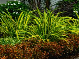 Las plantas tienen beneficios terapéuticos como reducir el estrés y mejorar el estado de ánimo. ESPECIAL/PEXELS