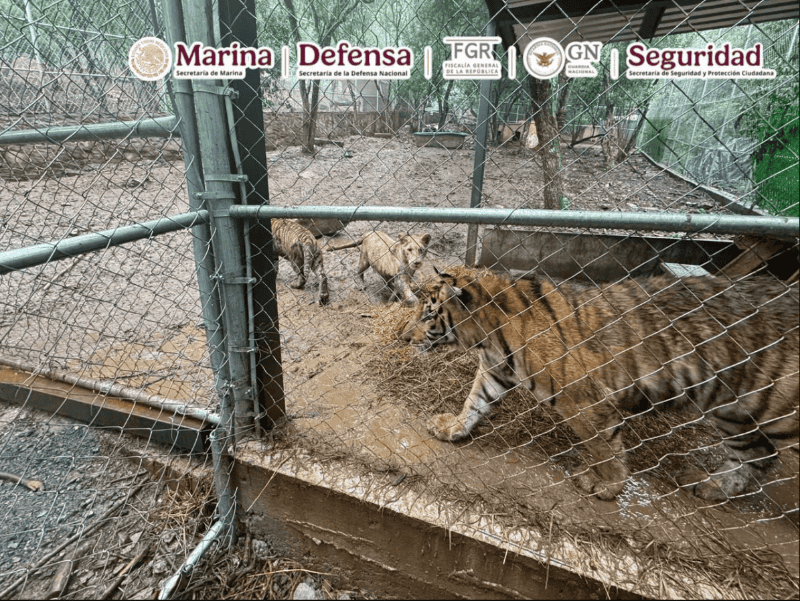 &nbsp;Siete tigres de Bengala fueron asegurados tras cateo en Nuevo León. X / @OHarfuch