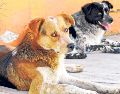 La legislación local reconoce que los propietarios de las mascotas también deben cumplir con ciertas obligaciones. EL INFORMADOR/ARCHIVO