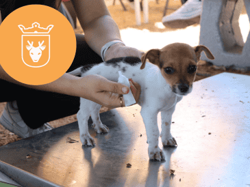 Vacunar a una mascota no solo mejora su calidad de vida, sino que también te permite disfrutar de su compañía por mucho más tiempo. ESPECIAL/ Protección Animal Zapopan