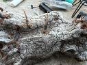 Aunque los alacranes se encuentran en menor cantidad dentro del Área Metropolitana, en comparación con las zonas periféricas y rurales, es importante saber cómo actuar ante la presencia de uno. CORTESÍA
