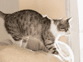 Permitir que el gato realice este comportamiento en superficies adecuadas contribuye directamente a su salud física y mental. ESPECIAL
