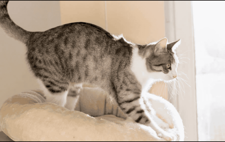 Permitir que el gato realice este comportamiento en superficies adecuadas contribuye directamente a su salud física y mental. ESPECIAL
