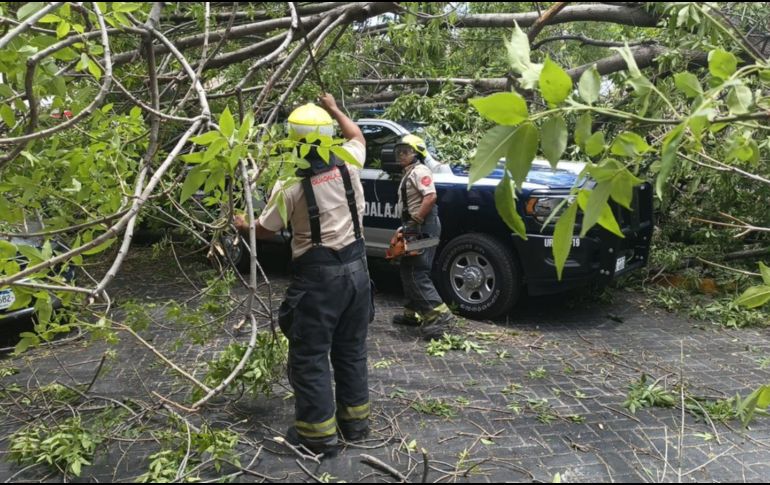 Durante la supervisión de los trabajos, el árbol no presentaba señales visibles de deterioro o afectaciones sanitarias que advirtieran un posible riesgo de caída. COORDINACIÓN MUNICIPAL DE PROTECCIÓN CIVIL Y BOMBEROS DE GUADALAJARA
