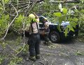 Durante la supervisión de los trabajos, el árbol no presentaba señales visibles de deterioro o afectaciones sanitarias que advirtieran un posible riesgo de caída. COORDINACIÓN MUNICIPAL DE PROTECCIÓN CIVIL Y BOMBEROS DE GUADALAJARA