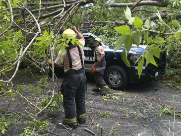 Durante la supervisión de los trabajos, el árbol no presentaba señales visibles de deterioro o afectaciones sanitarias que advirtieran un posible riesgo de caída. COORDINACIÓN MUNICIPAL DE PROTECCIÓN CIVIL Y BOMBEROS DE GUADALAJARA