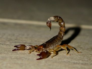 La adopción de métodos naturales ofrece una solución sostenible y de bajo impacto ambiental. UNSPLASH / F. FACCIPIERI