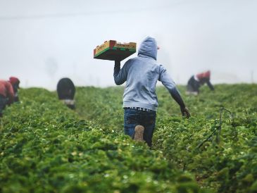 La agricultura es una actividad incierta y el riesgo siempre va a existir. UNSPLASH / T. MOSSHOLDER